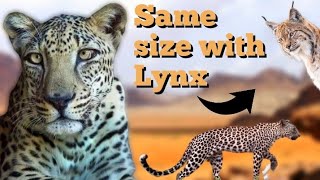 Arabian Leopard Smallest Big Cat Leopard Subspecies Doentary.