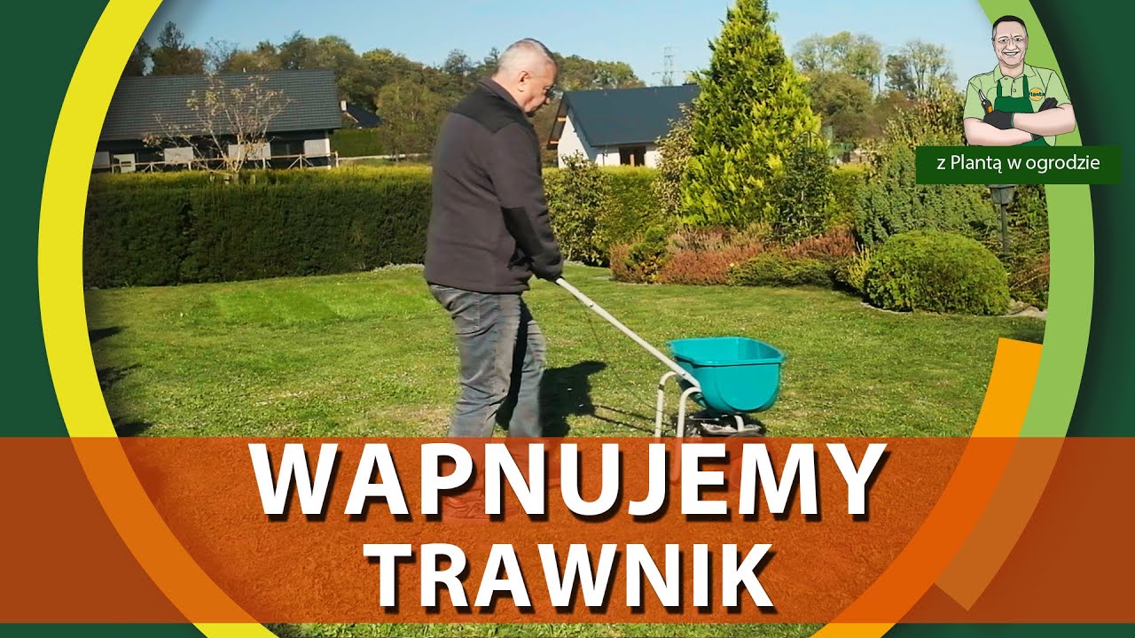 Kiedy i jak wapnować trawnik - Z PLANTĄ W OGRODZIE
