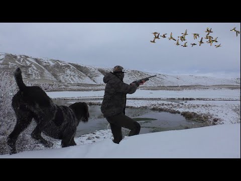 Büyük Sürü Üzerime Geldi. -15 Derece Dondurucu Soğuk'ta Parlama Ördek Avı. Duck Hunt/Охота на утку.