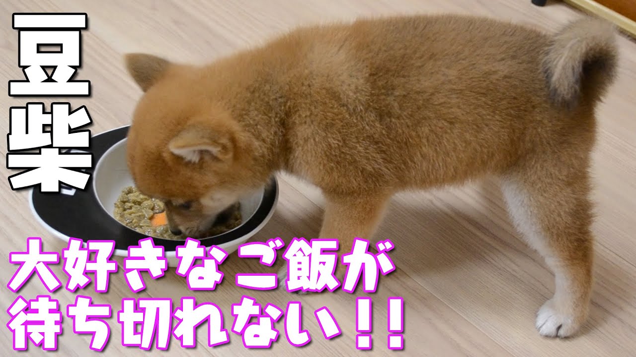 【豆柴】生後52日の幸太、食欲旺盛！【子犬】【待て】【練習】 YouTube