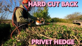Winter privet hedge cut back by jason Gardener 3,053 views 4 months ago 10 minutes, 32 seconds