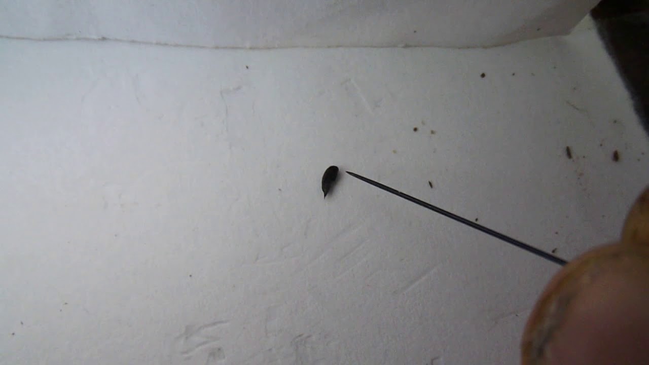 Tumbling flower beetle