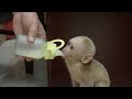 Cute baby monkey rescued after being found alone in east China