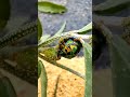 Colorful insect (பூச்சி) #insects #photography #nature #naturephotography #bestphotoediting