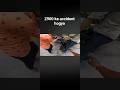 z900 vs swift accident @Z900Rider #z900 #swift #rider#z900rider