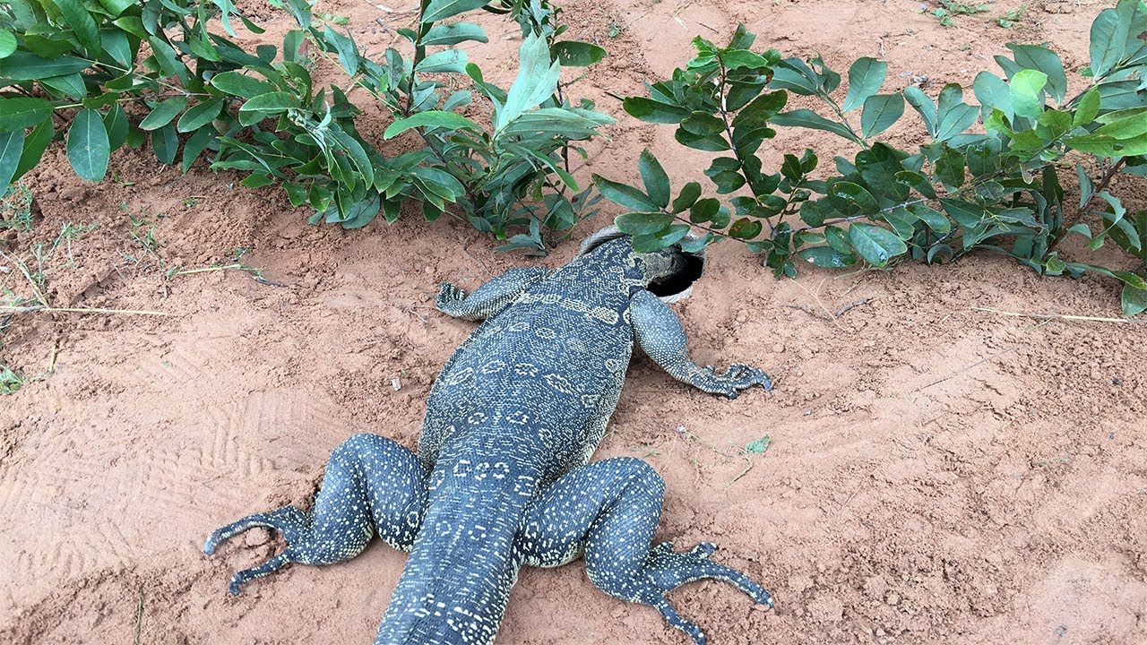 Wow!Awesome Creative Man Catches Komodo Dragon Using Bamboo Deep Hole Trap That Work 100%
