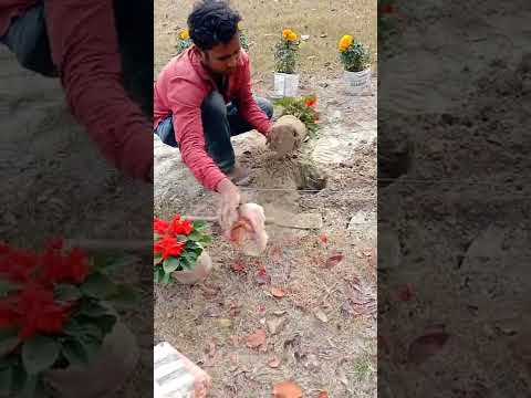 ভিডিও: কোঁকড়ানো ইনডোর ফুল: বিভিন্ন ধরণের, ফটো