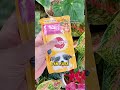makanan bernutrisi untuk anak anjing #makananbasah #makanananjing #anakanjing