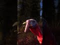 Way of the Hunter | Free Turkey Update