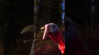 Way of the Hunter | Free Turkey Update