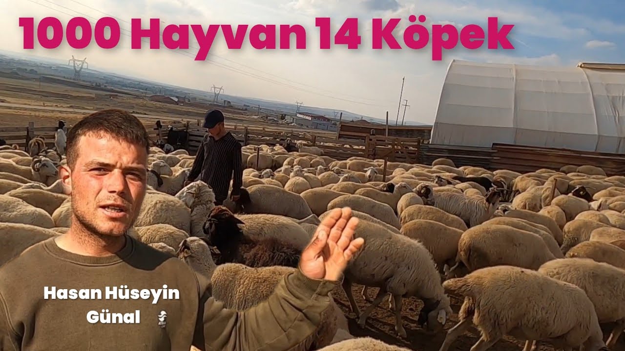 İki Genç Kardeşin Koyun Çiftliği - 1000 Hayvan 14 Köpek ile Üretime Devam Ediyorlar #hayvancılık 