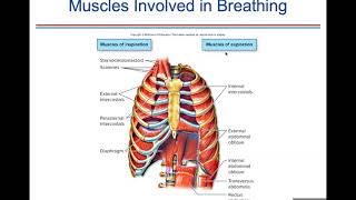 Ch. 16 (Respiratory)