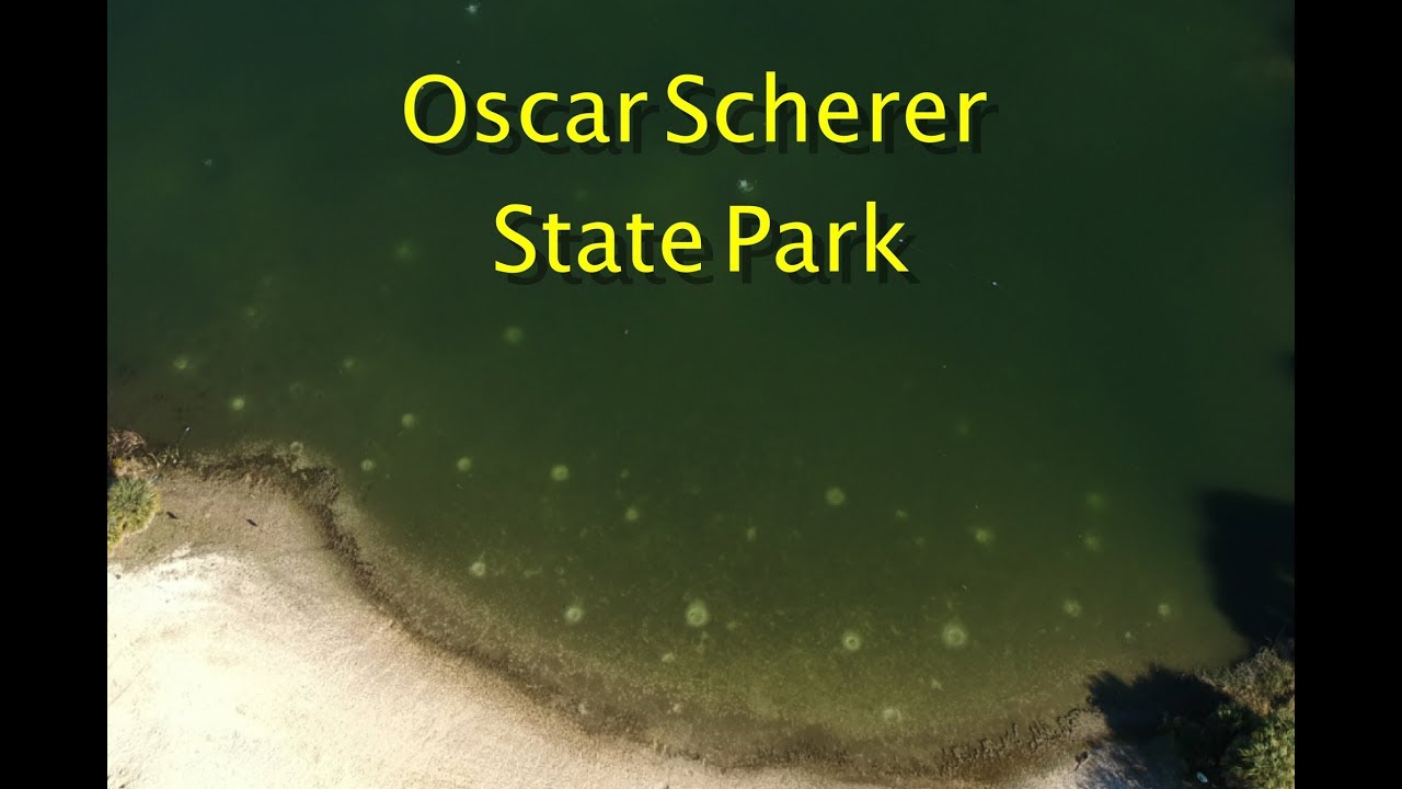 Oscar Scherer State Park and Found a digging fish! - YouTube