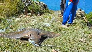 Download Lagu Proses Angkat Jangkar Ikan Pari Burung Tutul Rock Fishing MP3