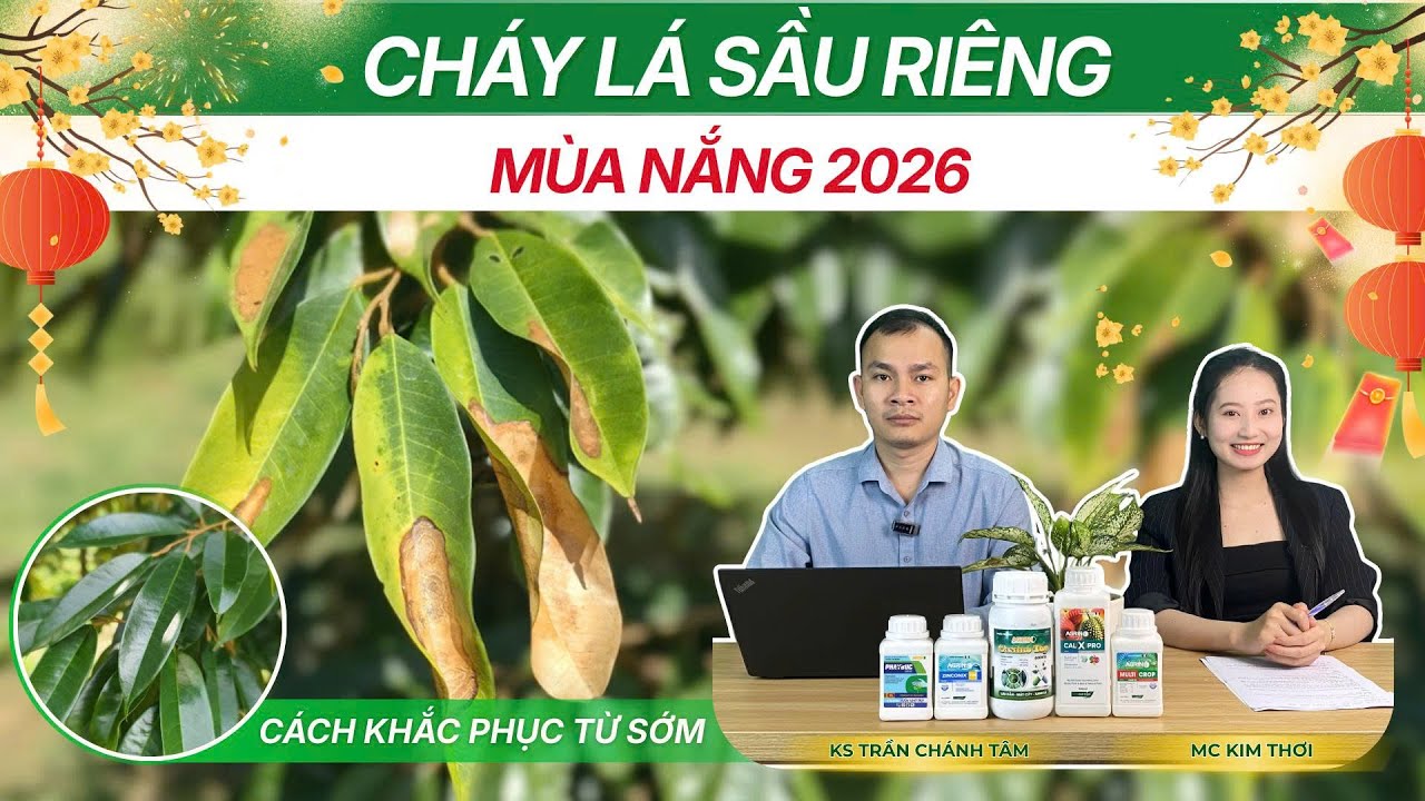 CHÁY LÁ SẦU RIÊNG MÙA NẮNG 2026 - CÁCH KHẮC PHỤC TỪ SỚM