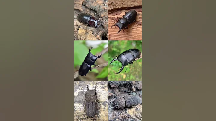 十五秒看完超過50種臺灣的鍬形蟲✨STAG BEETLES OF TAIWAN✨ #shorts - 天天要聞