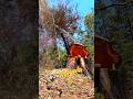 Nambi Tree Falling Amazing sounds #treecutting #chainsaw #fall #tree #woodworking #arborist #shorts