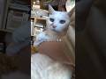【助けて】飼い主が亡くなり…残された猫を想い動いた“友人たち”の決断 #保護猫 #猫