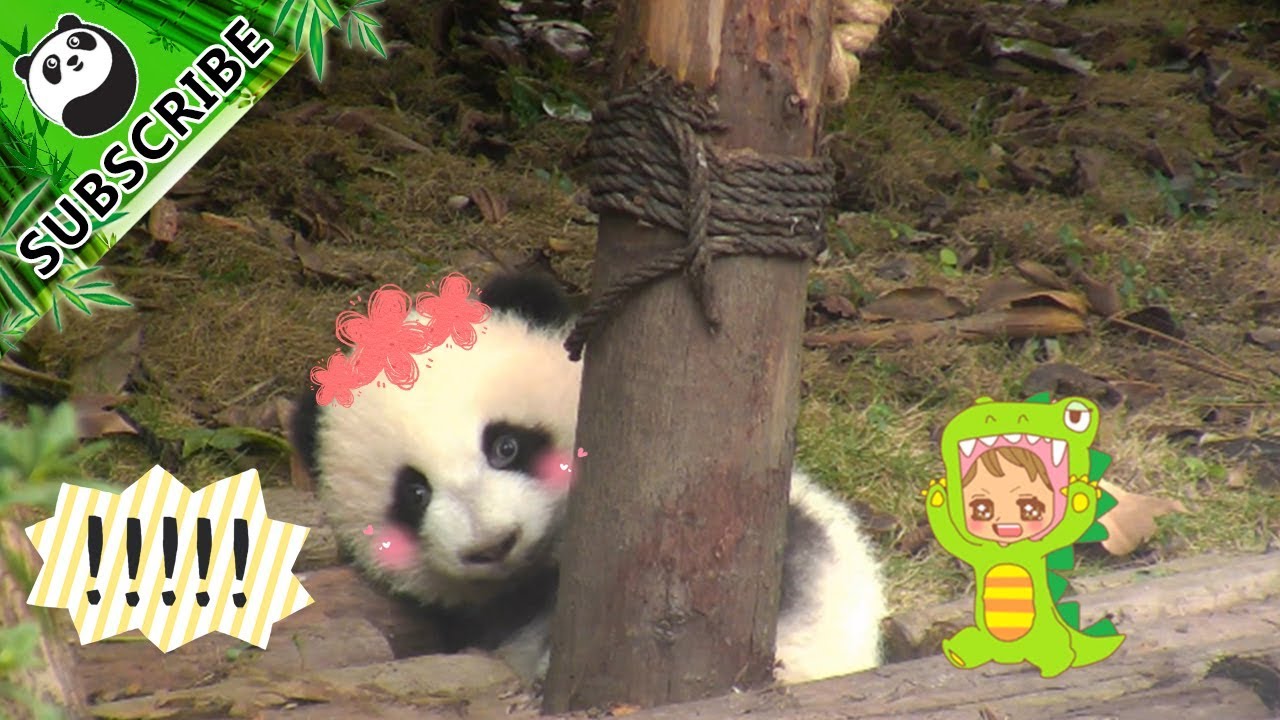 Panda Nico Wants To Play Hide And Seek! iPanda YouTube