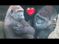 Gorillas love like humans  tayari to djeeco   