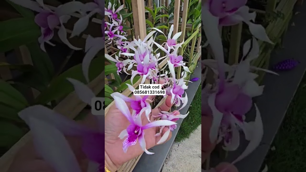The beauty of colorful blooming Vietnamese splash orchids