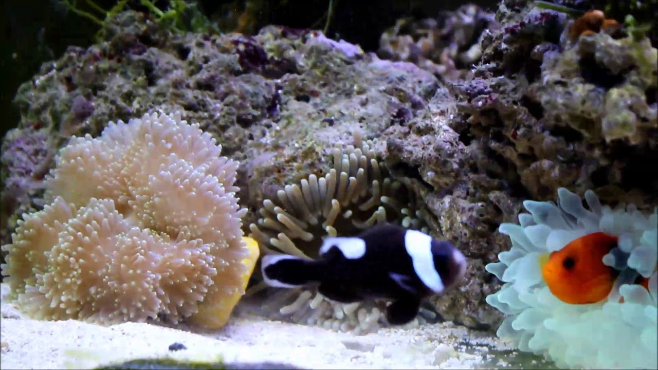 camera iphone 8 plus apk 人工黑鞍背小丑Black Saddleback Anemonefish（Captive-Bred）