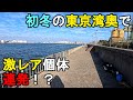 【千葉県某所】初冬の東京湾奥で激レア個体連発！？海釣りオフシーズン期間に、関東地方の東京湾に面している北部辺りにある釣り場で、とある冬の人気ターゲットを狙って釣りしてみたら…！【2025年12月下旬】