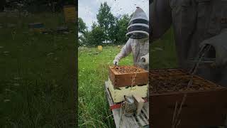Making A Split With A Hot Hive
