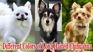 Different Colors of Long Haired Chihuahua || Dog