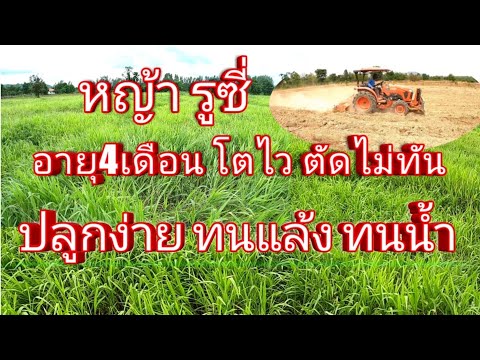 หญ้ารูซี่ ปลูกง่าย โตไว ทนแล้ง ทนน้ำ ปลูกครั้งเดียวอยู่ได้เป็น10ปี แนะนำเลยครับ