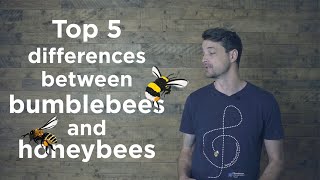 Bumblebees and honeybees - what's the difference?