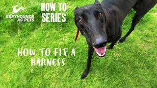 GAPNSW How To Series - Fitting A Harness by Greyhounds As Pets 97 views 7 months ago 49 seconds