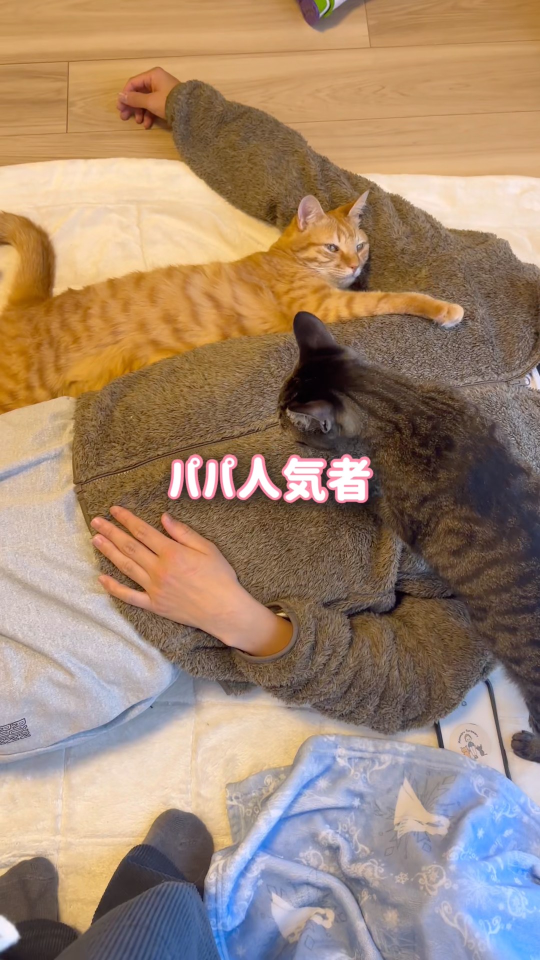 パパが○○したら猫の人気者になれました【とらまる】 - YouTube パパが○○したら猫の人気者になれました【とらまる】 - YouTube