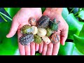 Unboxing all my new baby turtles