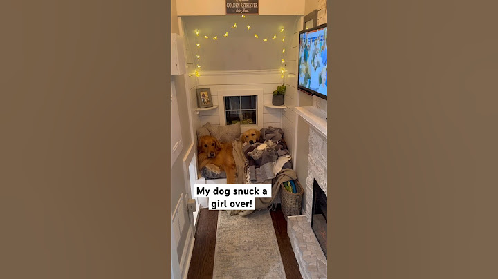 My dog snuck a girl over! #dog #goldenretriever