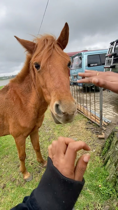 අනේ 🥹 #love #animals #animallovers #animalfacts