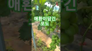 #건강에좋은포도#심혈관 #치매 #파킨슨 #노화#빈혈예방. #좋은점이많은포도