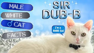 Fascinating Male White Cat Facts That Will Amaze You 🎩🤍 by 👑 Miss Lulu & 🎩 Sir Dub-B  535 views 10 months ago 3 minutes, 1 second