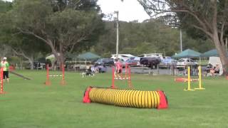 Ray's Elementary Agility 1st Place