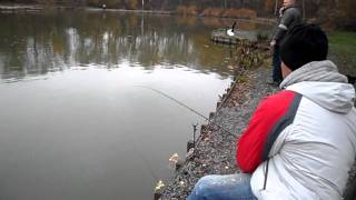 le secret de la pêche au feeder. 1 carpe en 20 secondes!!!