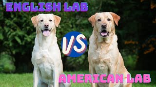 Lab Lovers' Ultimate Guide: Discover the Perfect Labrador for You - English vs. American by DogCareLife 6 views 2 months ago 4 minutes, 3 seconds