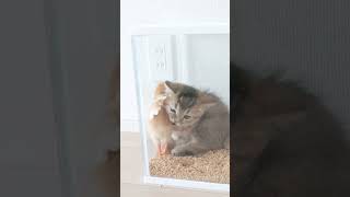 Kitten got stuck in the chick tank. #kitten #cute