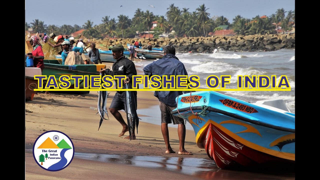 10 Tastiest Fishes Of India YouTube 10 Tastiest Fishes Of India YouTube