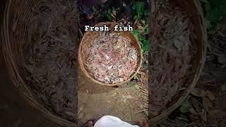 Fresh Local Fish from the Village River"FreshFish #LocalFish #NativeFish #VillageLife #FishingVideo