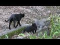 【野良猫親子】もう戻ってこない！？ 子猫を連れて行く母猫クロ。　cat family