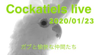 ガブ愉快な仲間たち のライブ ストリーム生配信中2020/1/23Pm 20時から〜 ガブ愉快な仲間たち のライブ ストリーム生配信中2020/1/23Pm 20時から〜