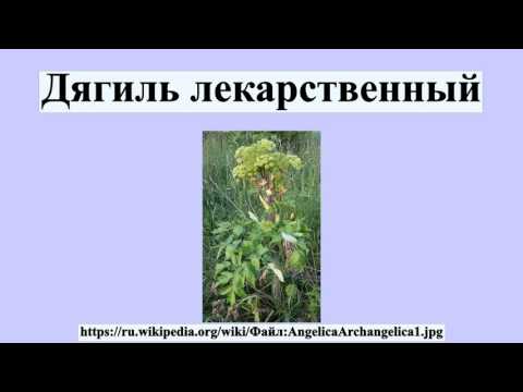 Дягиль лекарственный
