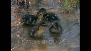 Baby Einstein Stock Footage - Ducklings Feeding