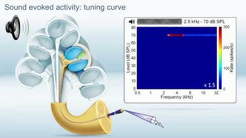 Huet and Blatrix: SGN tuning curve
