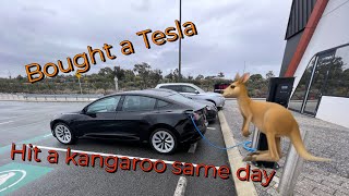 Bought a Tesla model 3 and Hit a Kangaroo the same DAy